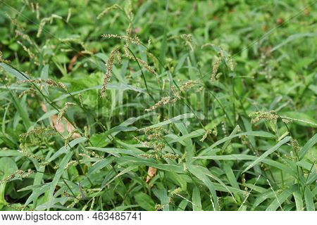 Echinochloa Crus-galli. Poaceae Annual Grass. Weeds About 30 To 60 Cm Tall That Grow In Vacant Lots 