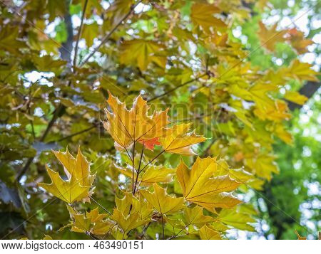 Tree Branch With Dark Red Leaves, Acer Platanoides, The Norway Maple Crimson King. Red Maple Acutifo