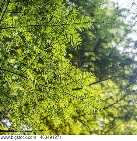 Close-up Branch Of European Silver Fir (abies Alba)