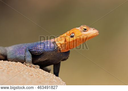 Portrait Of A Male Namib Rock Agama (agama Planiceps) In Bright Breeding Colors, Namibia