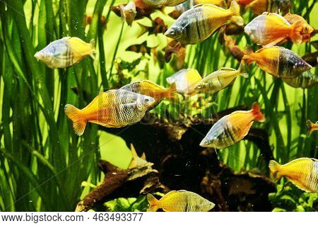 A Flock Of Rainbow Fish Melanotenias Boesman Among Algae In Clear Water