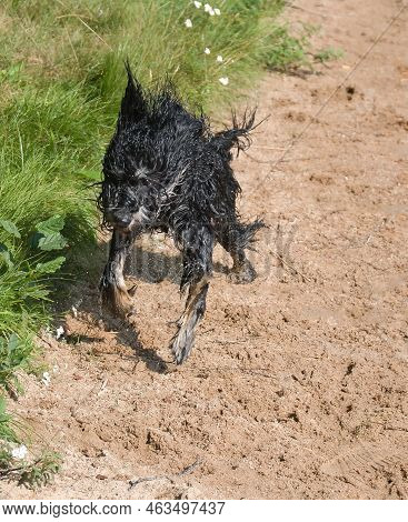 A Goldendoodle Dog. The Wet Dog Jumps Over The Beach By The Lake. Curly, Long, Black Light Brown Coa