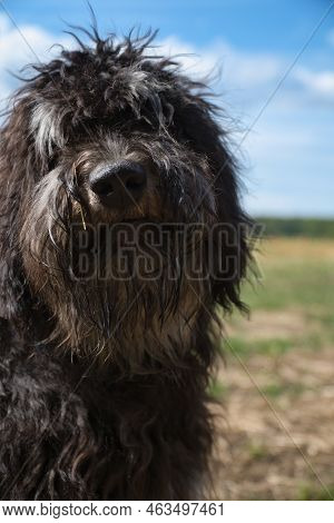 Portrait Of A Goldendoodle Dog. Fluffy, Curly, Long, Black Light Brown Coat. A Snout For Smooching. 