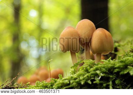 Mushrooms tree trunk Closeup Nature Macro plant Nature background trees Nature background Nature background Mushroom Nature autumnal Nature background Nature background Autumn forest Nature background outdoor Nature background Nature background.