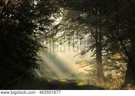Road path autumn forest woods Nature trees sunset landscape Nature landscape Nature landscape landscape Nature background Nature landscape Nature background landscape Nature background Nature landscape Nature background Nature landscape Nature background.