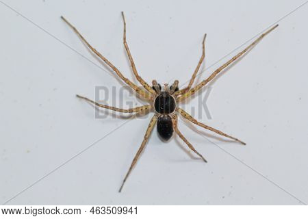 A Bicolor Flat Streamer Philodromus Dispar On A White Background.