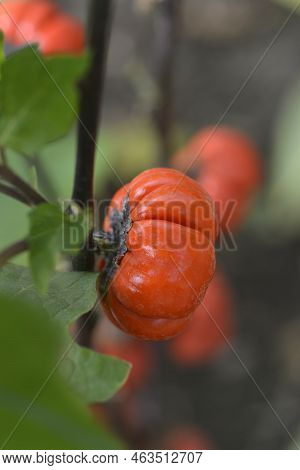 Bitter Tomato Red Fruit In The Garden