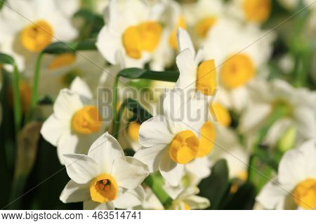 A Daffodi Isolated On A Natre Back Ground.