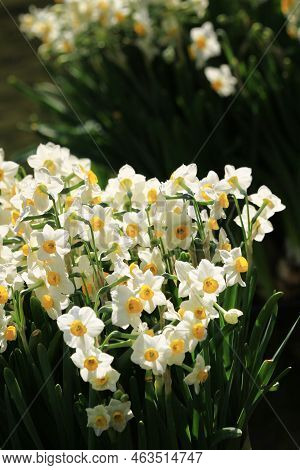 A Daffodi Isolated On A Natre Back Ground.