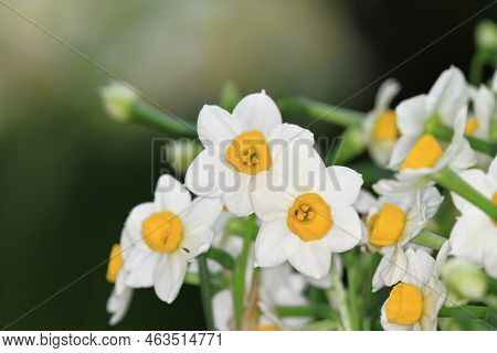 A Daffodi Isolated On A Natre Back Ground.