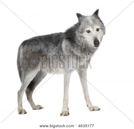 Mackenzie Valley Wolf (8 år) - Canis Lupus Occidentalis