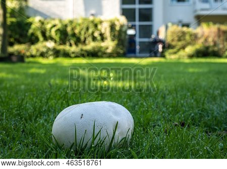 Calvatia Gigantea, Commonly Known As The Giant Puffball Mushroom, Growing In Front Of The Building, 