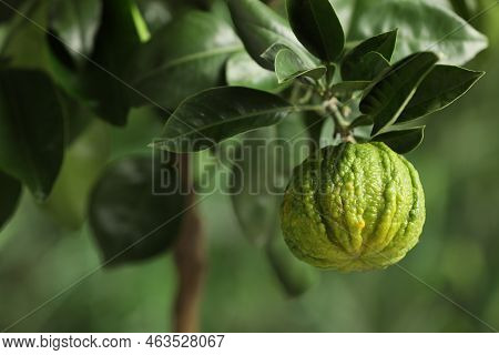 Closeup View Of Bergamot Tree With Fruit Outdoors
