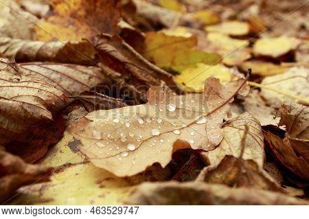 Dry Oak Leaf With Water Drops With Close Up. Brown Leaves Background. November Nature Details. Seaso