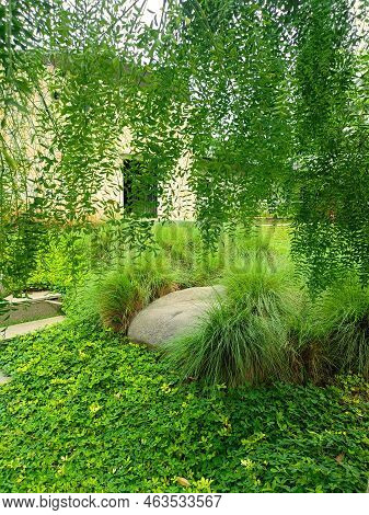 Scenic View Of A Beautiful Elegant Style Mansion Garden With Green Vines Plants In The Garden.
