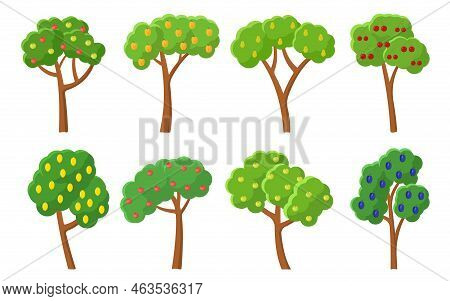 Green Orchard Fruit Trees. Summer Harvest Ripe Cherry Apple Pear Plum Lemon Peach Apricot. Fruit Tre