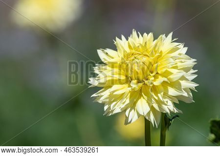 Canary Fubuki Dahlia