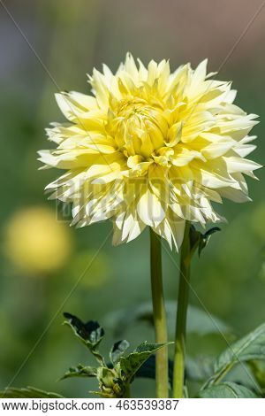 Canary Fubuki Dahlia
