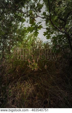 Heather In The Forest Is Beautifully Lit By The Sun
