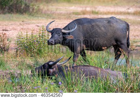 Asian Water Buffalo Or Bubbalus Bubbalis In Mud