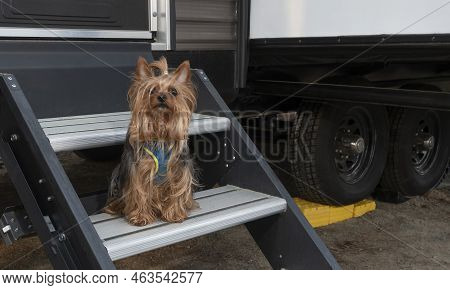 Yorking Waiting On The Camping Trailer Steps During A Campout