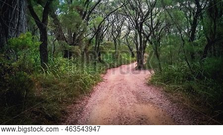Eucalyptus Forest Foliage Along Winding Gravel Track Through Small Gully, Cowaramup, Western Austral