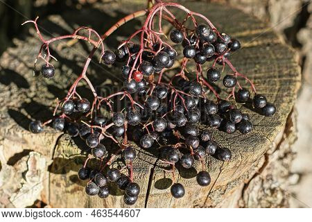 Black Small Ripe Elderberries On A Branch Lie On A Gray Wooden Table On The Street