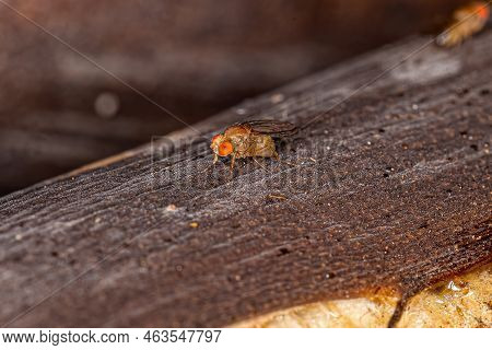 Adult Small Fruit Fly Of The Family Drosophilidae