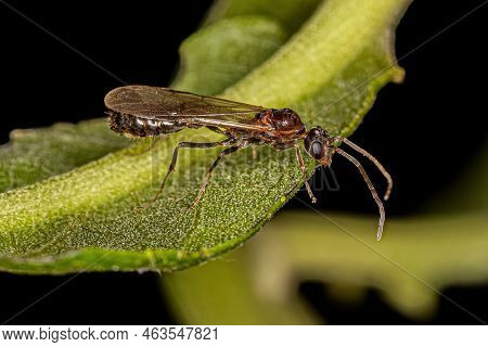 Adult Male Winged Ant Of The Genus Pseudomyrmex