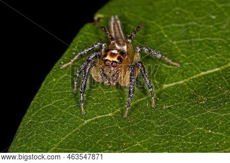 Adult Male Jumping Spider Of The Genus Colonus