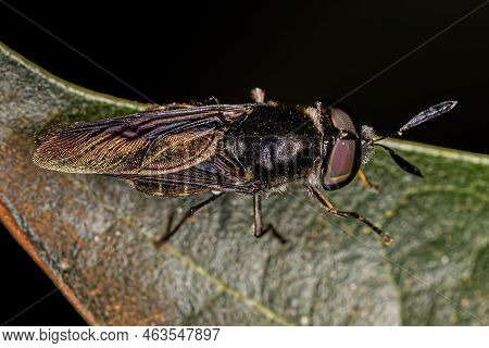 Small Adult Soldier Fly Of The Genus Hoplitimyia