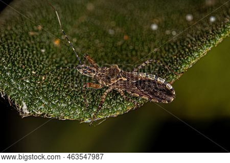 Adult Assassin Bug Of The Genus Cosmoclopius