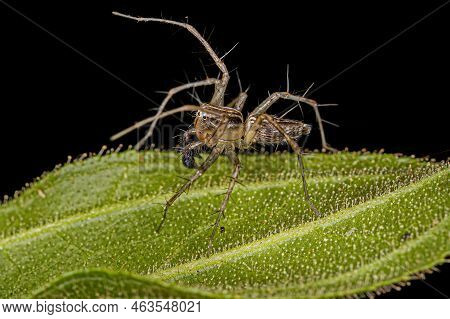 Male Striped Lynx Spider Of The Genus Oxyopes