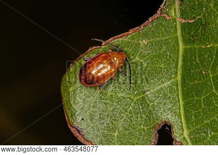 Adult Flea Beetle Of The Tribe Alticini