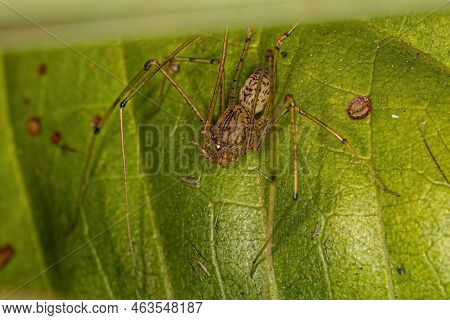 Adult Brown Spitting Spider Of The Genus Scytodes