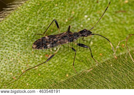 Adult Dirt-colored Seed Bug Of The Subfamily Rhyparochrominae