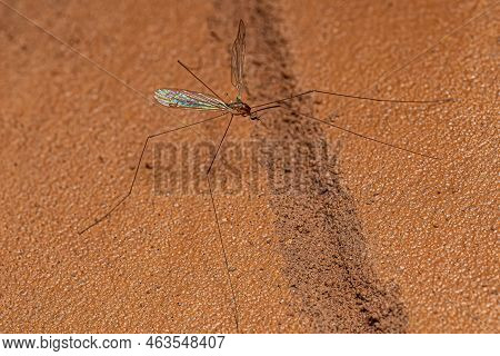 Adult Limoniid Crane Fly Of The Genus Dicranomyia