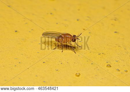 Adult Lauxaniid Fly Of The Family Lauxaniidae