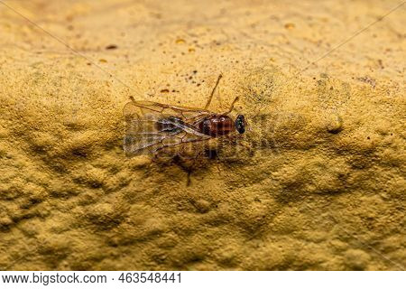 Male Adult Myrmicine Ant Of The Subfamily Myrmicinae