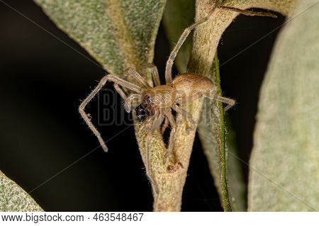 Small Ghost Spider Of The Family Anyphaenidae