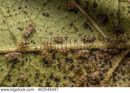 Small Lace Bug Nymphs And Adults Of The Family Tingidae On A Leaf Of The Flowering Plant Of The Spec