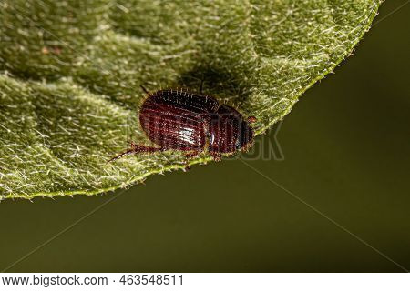 Small Adult Scarabaeiform Beetle Of The Infraorder Scarabaeiformia