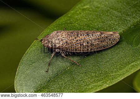 Small Typical Leafhopper Of The Tribe Gyponini