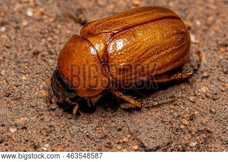 Adult Brown Scarab Of The Family Scarabaeidae