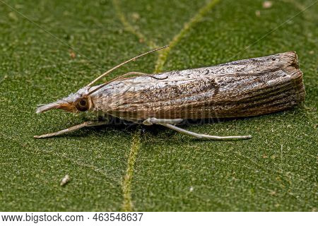 Adult Grass-veneer Moth Of The Subfamily Crambinae