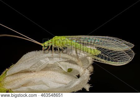 Adult Typical Green Lacewing Of The Genus Ceraeochrysa