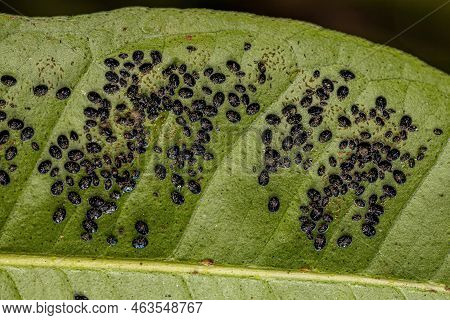 Citrus Black Fly Insect Of The Species Aleurocanthus Woglumi