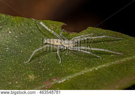 Small Ghost Spider Of The Family Anyphaenidae
