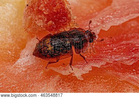 Adult Sap-feeding Beetle Of The Family Nitidulidae