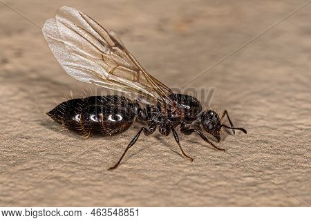 Adult Female Cocktail Ant Of The Genus Crematogaster